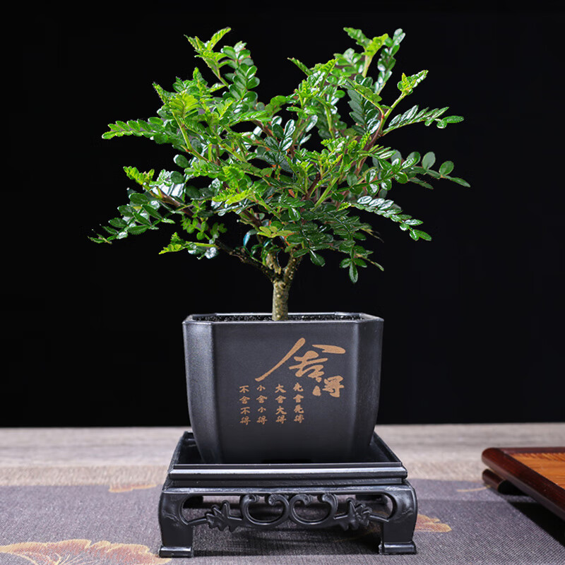 幼薇文竹盆栽室内绿植好养桌面古风艺术小盆景桌面茶几办公摆件装饰 胡椒木+四方舍得PVC盆+方形底盘 带盆栽好