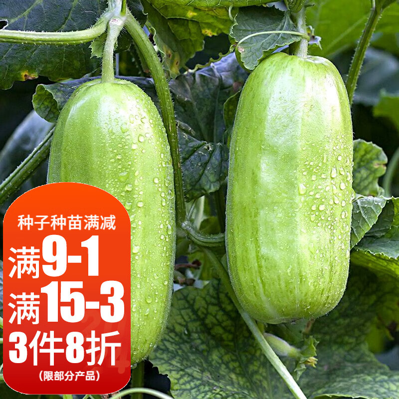 寿禾 花皮菜瓜种子烧瓜春季蔬菜瓜果种子苗梢捎瓜酥脆瓜 特大八棱脆