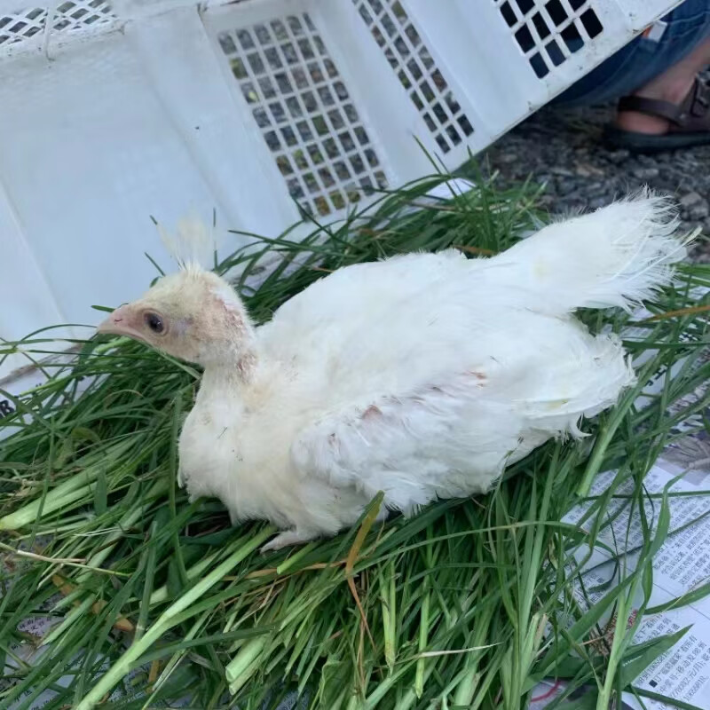 白花幼苗宠物鸟 活物开屏观赏 幼崽一对 快递发货包活 二个月白孔雀