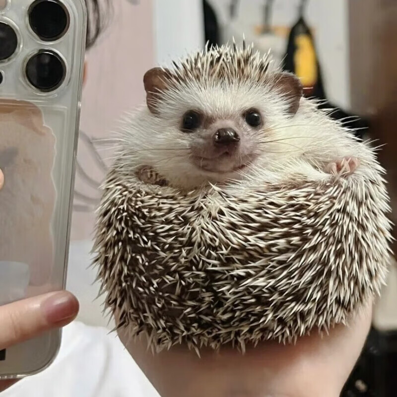 纯种刺猬幼崽好养活体家养宿舍亲人宠物健康可爱 精品原色刺猬幼崽 公