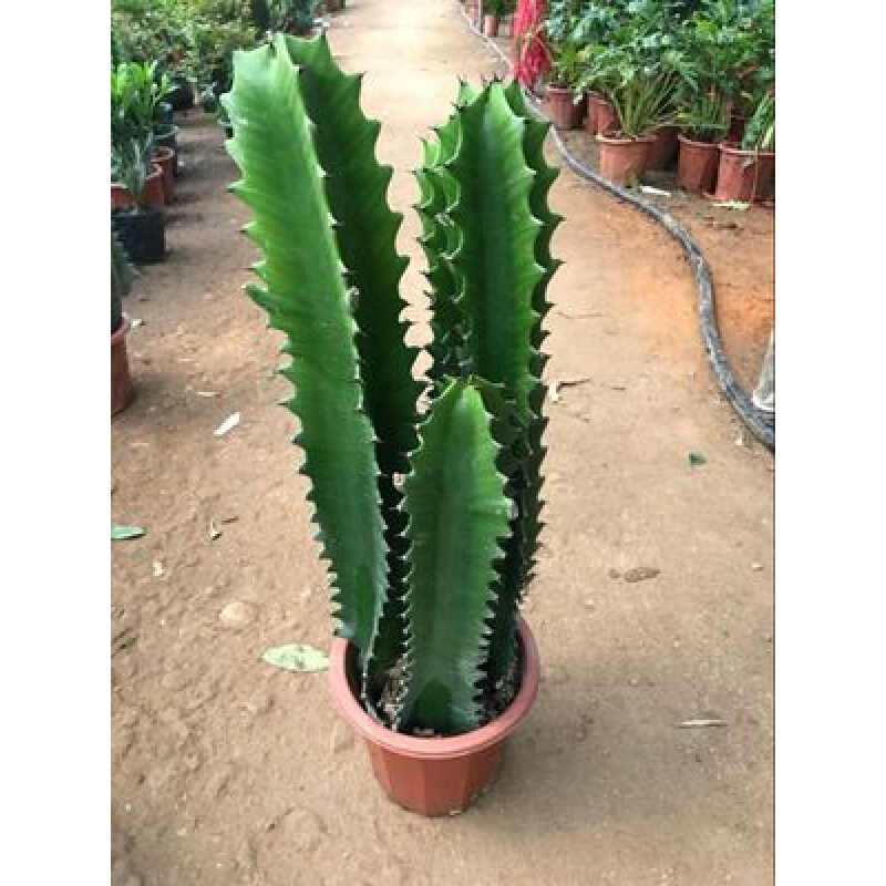 巴西龙骨花量天尺仙人柱龙骨嫁接彩麒麟 1颗龙骨30cm 不含盆