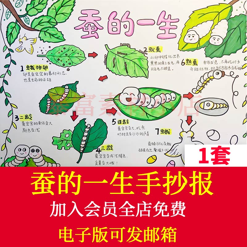 蚕的一生手抄报自然笔记蚕的生长过程小学生观察日记线稿涂色小报
