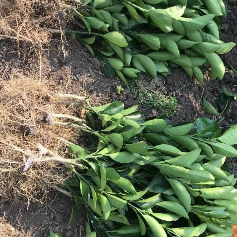 苗充充江西赣南脐橙苗嫁接纽荷尔橙子苗卡拉红肉血橙脐橙树苗果树苗