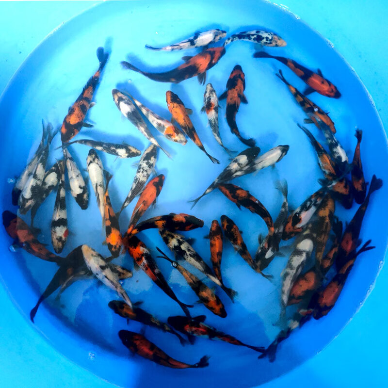 博熙疃锦鲤活鱼冷水观赏鱼活体淡水鱼金鱼活鱼好养易活红白三色黑金锦鲤 混搭锦鲤9条18-20cm可备注品种