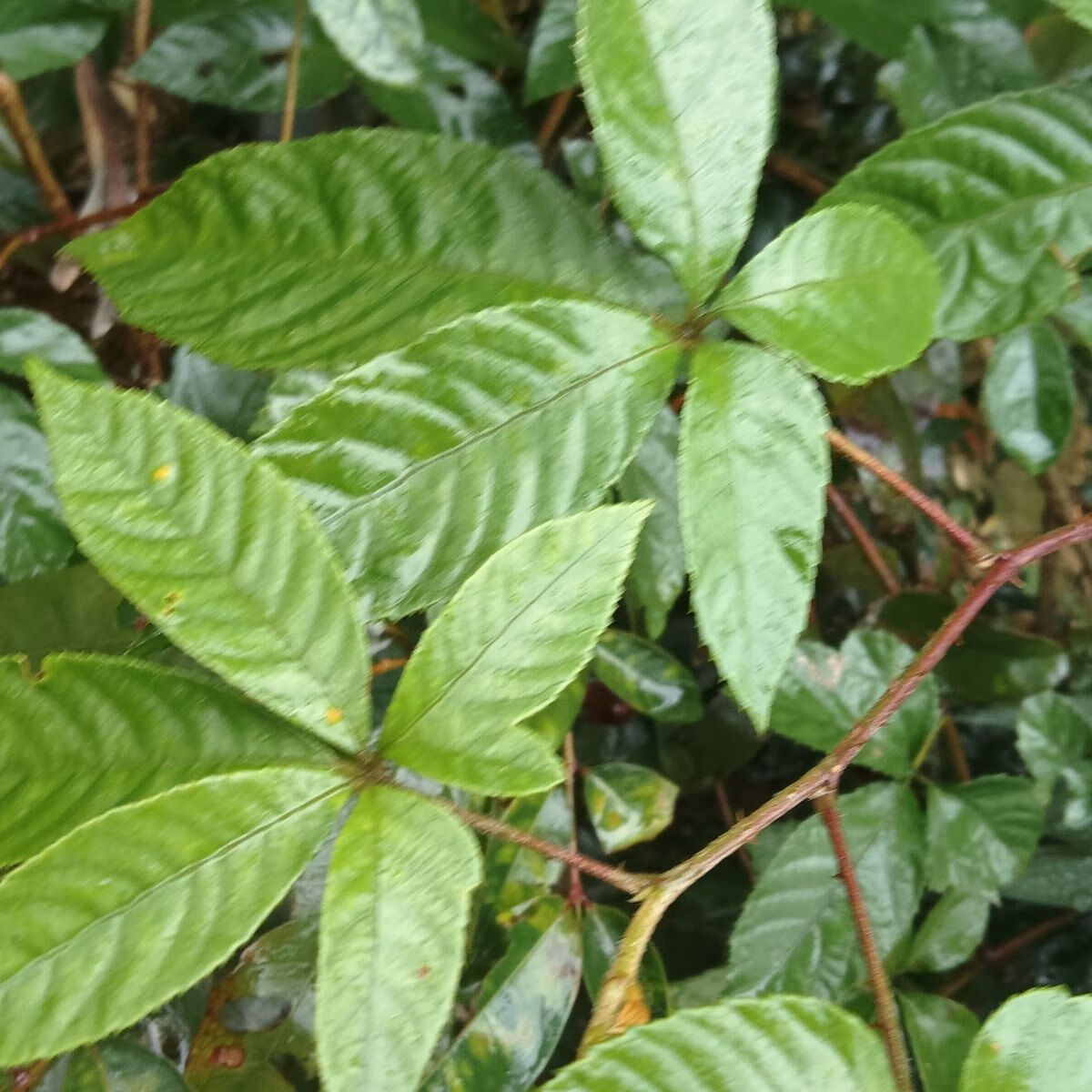 野生新鲜蛇泡筋全草五叶泡枝叶五爪风假五加皮根悬钩子500克包邮 500