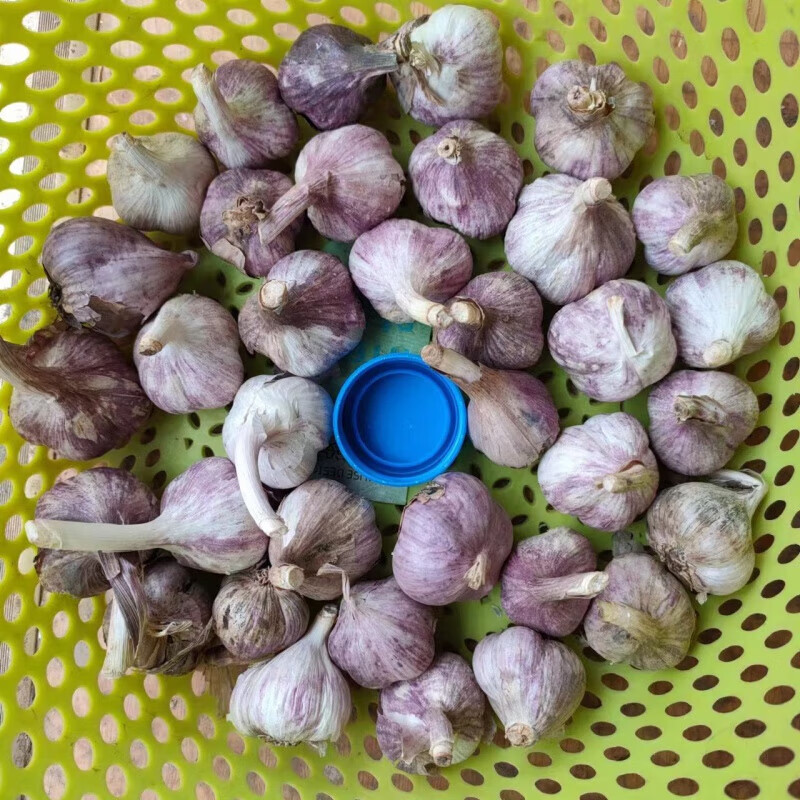 云南紫皮大蒜种子红皮大蒜种蒜北方 20mm(含)-25mm(不含) 小 1斤
