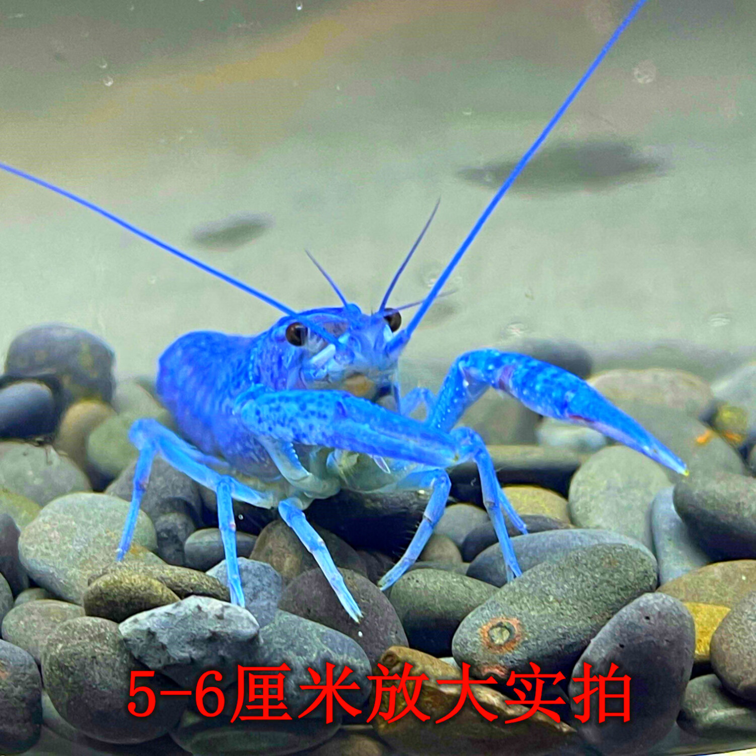 蓝色虾鳌虾活体观赏虾红色虾天空蓝魔虾淡水宠物虾贰活体虾活体鱼 蓝