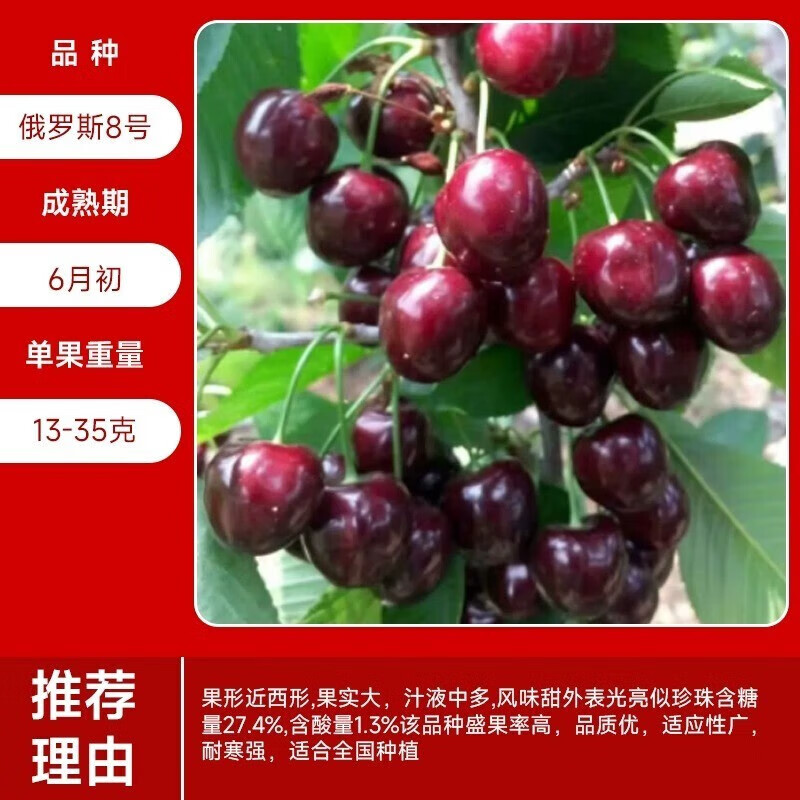 樱桃苖南方北方种植盆栽地栽庭院矮化樱桃树大樱 俄罗斯8号(抗旱耐冻)
