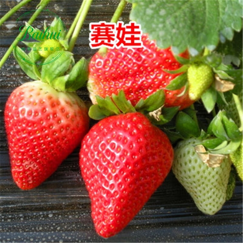 庭院阳台盆栽地栽 红颜草莓 奶油草莓 攀 赛娃草莓