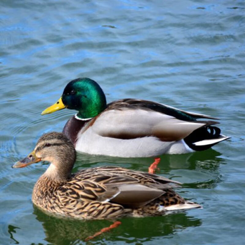 深生都正宗洪湖现杀新鲜农家绿头散养野鸭子绿头鸭青头鸭水鸭子老公鸭