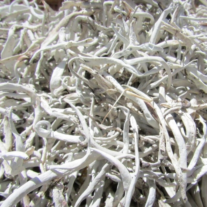 北京同仁堂原料白雪茶西藏白雪茶尖養(yǎng)生茶雪茶地茶太白茶藏雪茶正宗 正宗新貨 100克