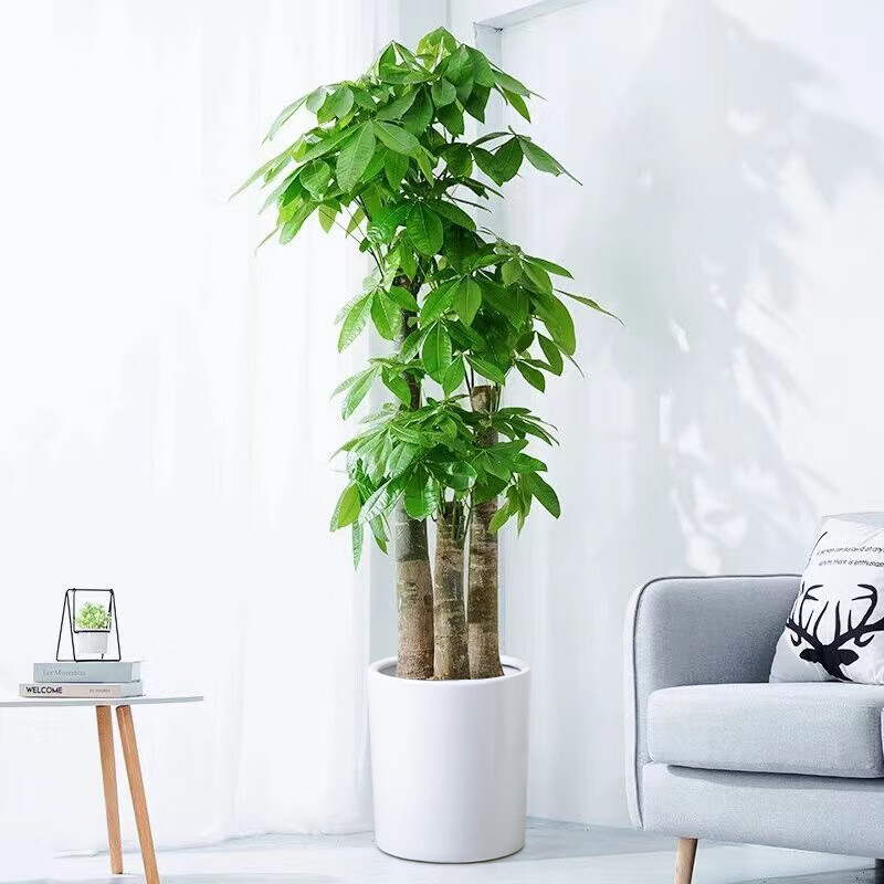 发财树大型绿植室内客厅办公室门店活体植物乔迁送礼 发财树步步高180