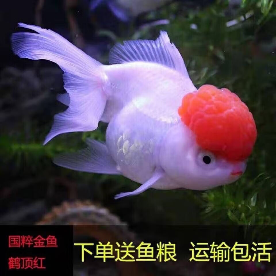 墨一精品鹤顶红金鱼活体观赏鱼冷水鱼鸿运当头丹顶红鱼 鸿运7-8公分2