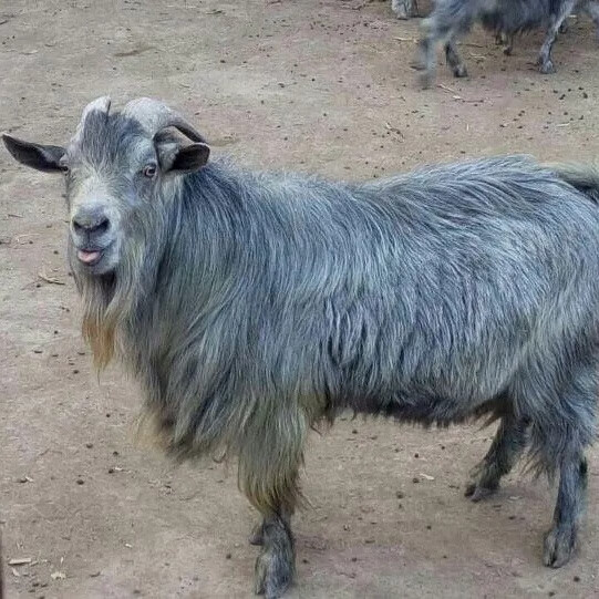 纯种青山羊活羊怀孕母羊高产羊羔