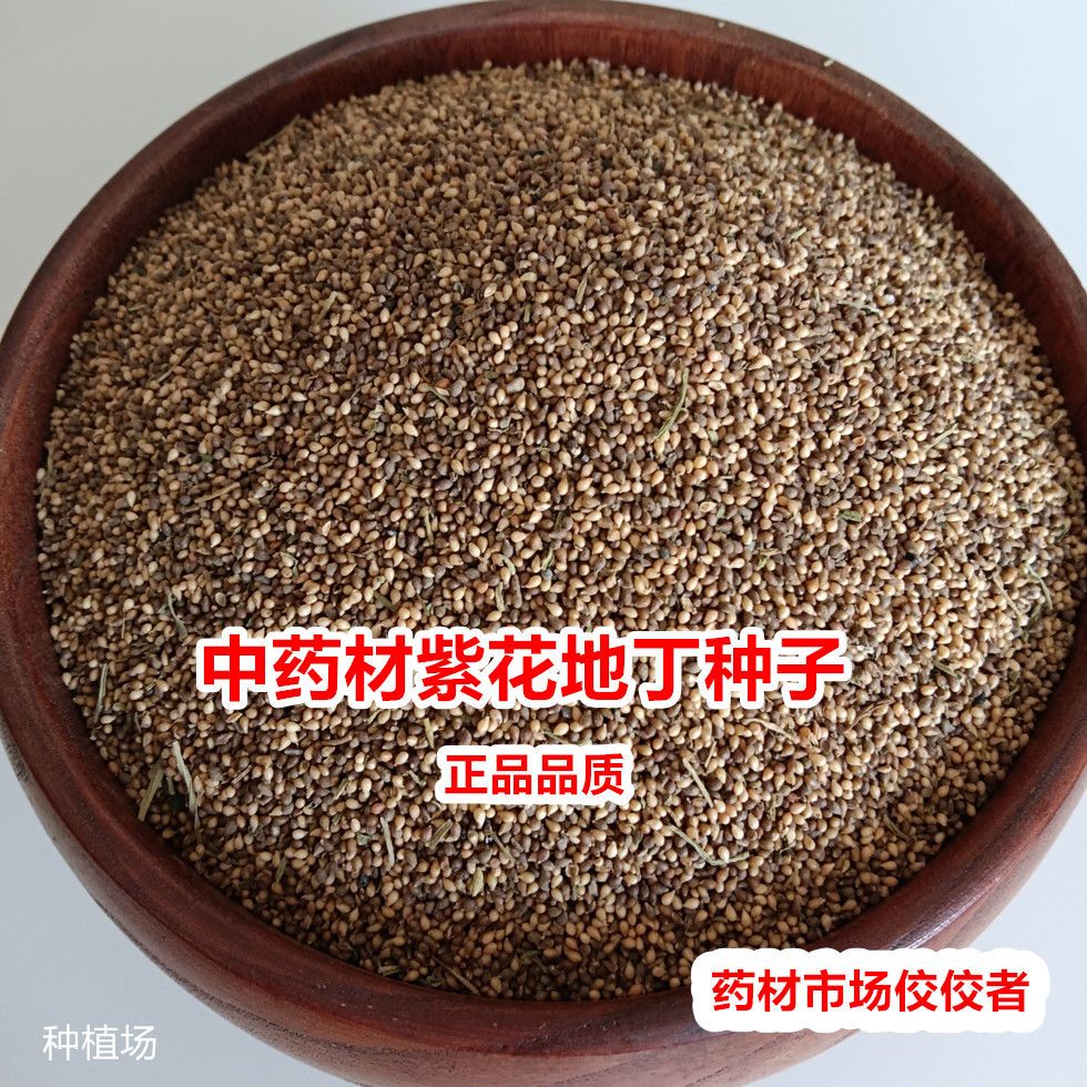 紫花地丁种子中药材紫花地丁种子野堇菜苦地丁多年四季种子籽 紫花