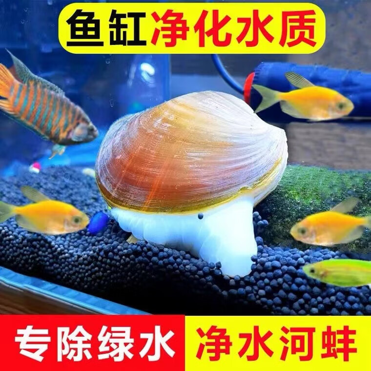 黃金蜆專吃魚屎糞便魚缸觀賞清潔工具螺凈化水質(zhì)冷水觀賞黃金河蚌 8-10厘米河蚌2只送1只備損