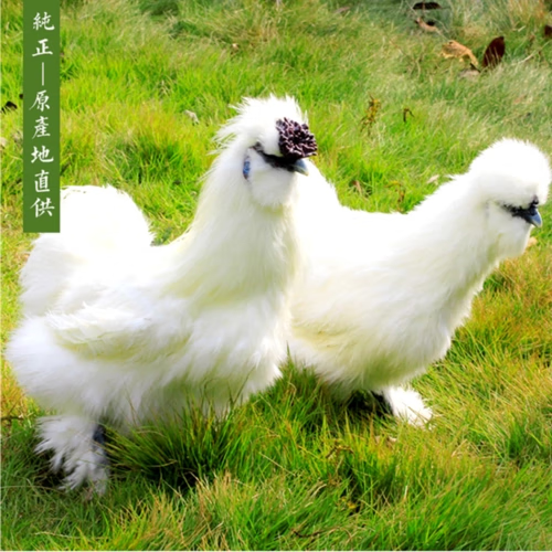 正宗白凤乌鸡活苗1斤泰和乌鸡活体脱温鸡仔小鸡苗土鸡活鸡包活到 一斤