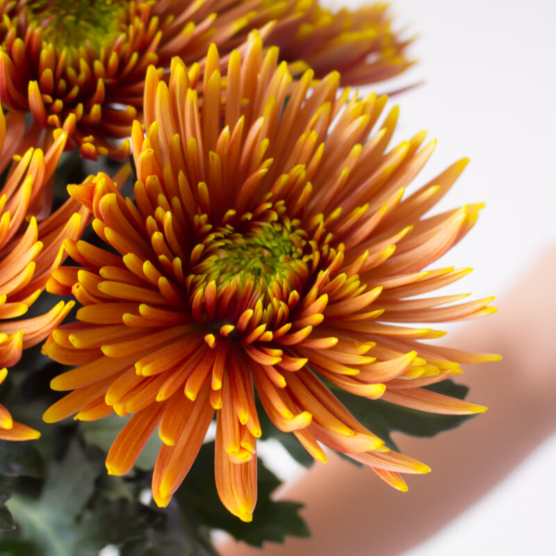 流彗彩菊烟花烟火菊鲜花云南直发花卉室内水培菊花插花真花花束安娜菊