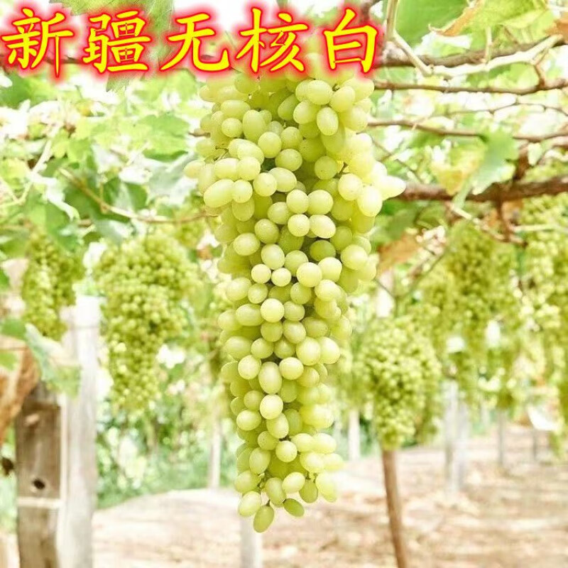 芃畔新疆无核白葡萄树苗:无籽白葡萄南北方种植果树苗无核白葡萄苗 2