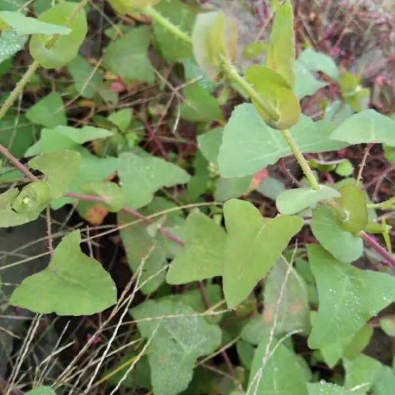 姒桀犁头草野生新鲜杠板归蛇退草煮水洗澡,止痒老虎刺新鲜蛇倒退 1斤