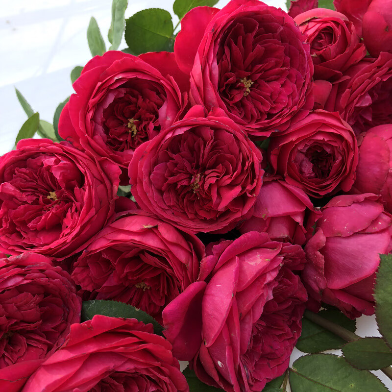 逸晨灌木 双人芭蕾 切花包子淡香多花月季花苗勤花大花玫瑰四季开盆栽