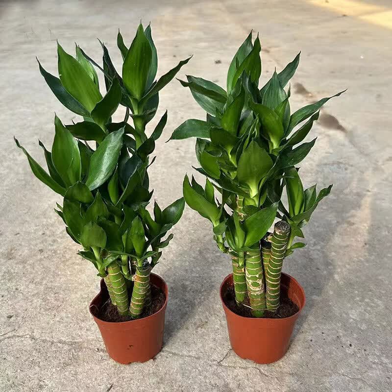 醉春木金边富贵竹小盆栽龙竹转运竹室内客厅桌面书房吸甲醛花卉净化