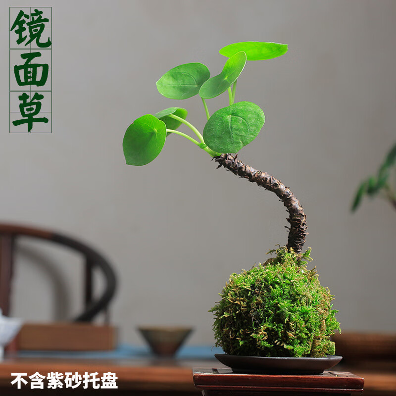 鏡面草網(wǎng)紅多肉植物吸毒草金線老樁銅錢草盆栽北歐風(fēng) 鏡面草苔蘚球