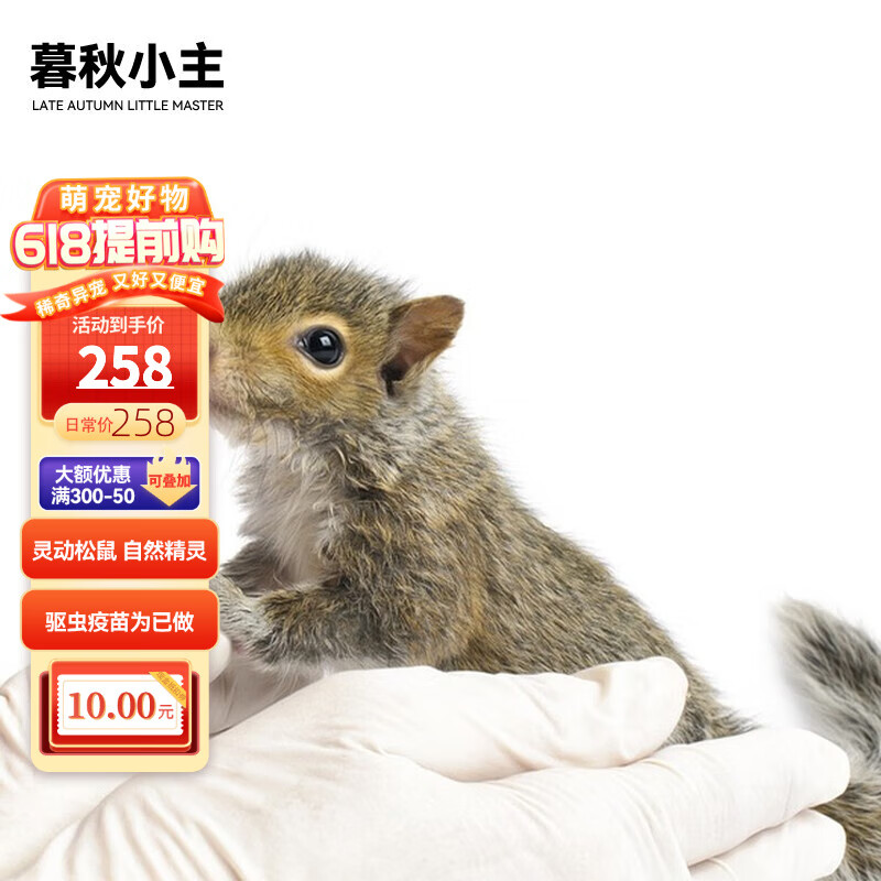 黄山松鼠亚成(公母备注)