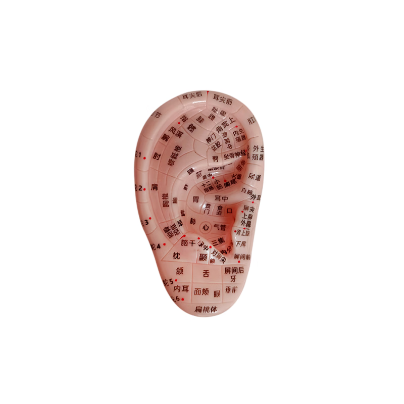 按摩耳模型多穴针灸耳模具耳穴反射区教学演示用刻字 10cm右耳-按摩