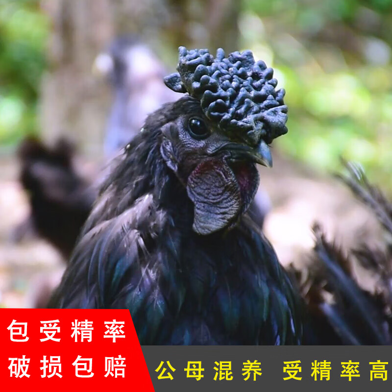 原种四川散养花冠破损包赔乌骨鸡可孵化旧院黑鸡种蛋受精蛋土鸡 1枚