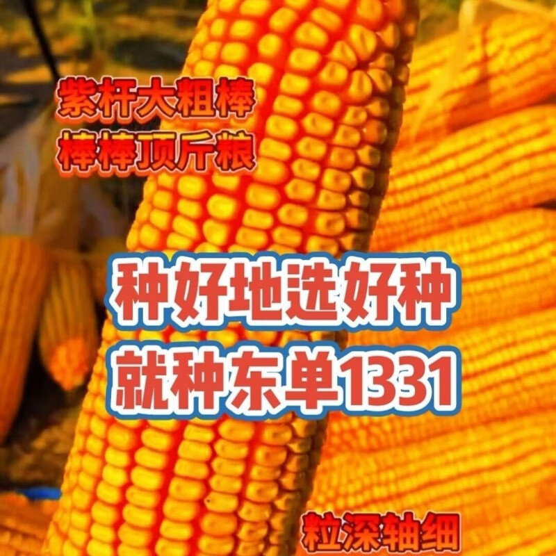 细辛原装东亚东单1331玉米种子抗旱耐涝抗倒抗病性强耐蜜植产量高