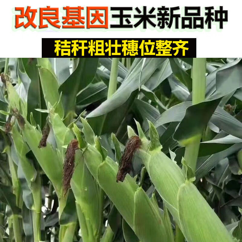 细辛改良基因超高产玉米不生虫不生病耐高温抗旱涝高营养玉米15天内发