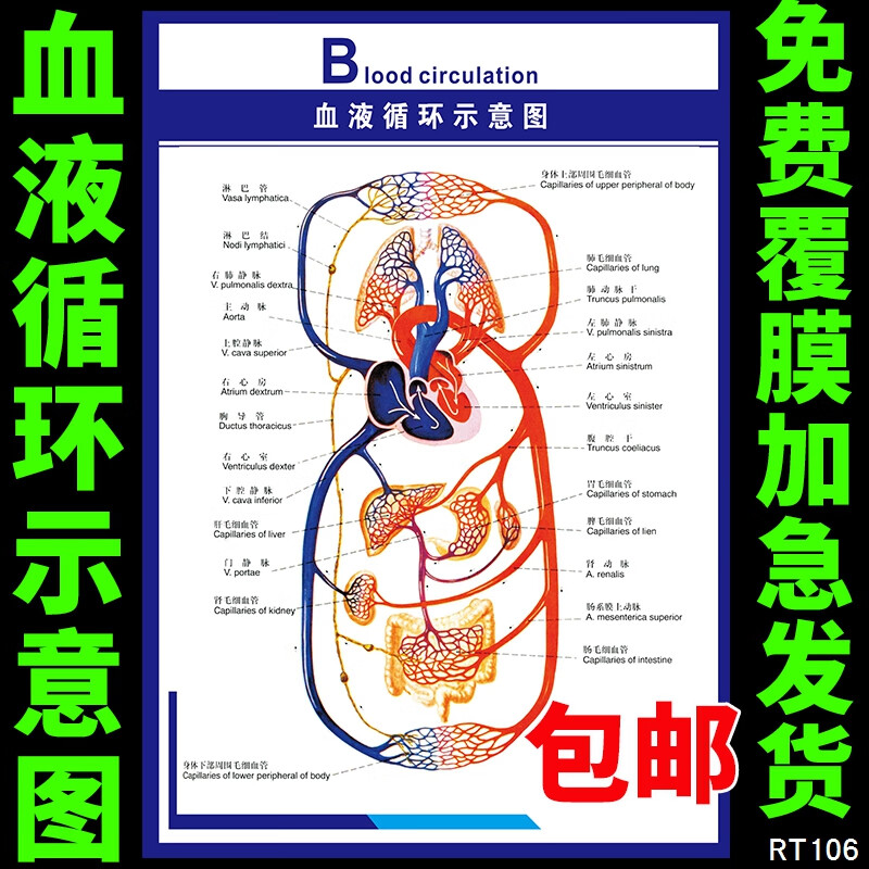 澳颜莱心脑血管示意图 血液循环示意图人体心脑血管示意图人体解剖图