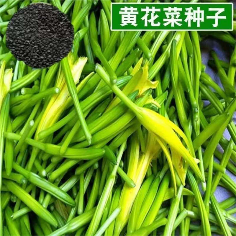 黄花菜种子 特色野菜种籽养生保健蔬菜金针菜 忘忧草四季庭院 野生