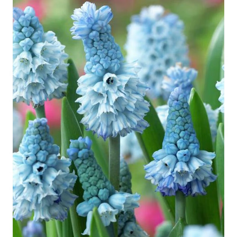 易囍艺 葡萄风信子种球多年生球根花卉庭院室内阳台盆栽观花植 蔚蓝