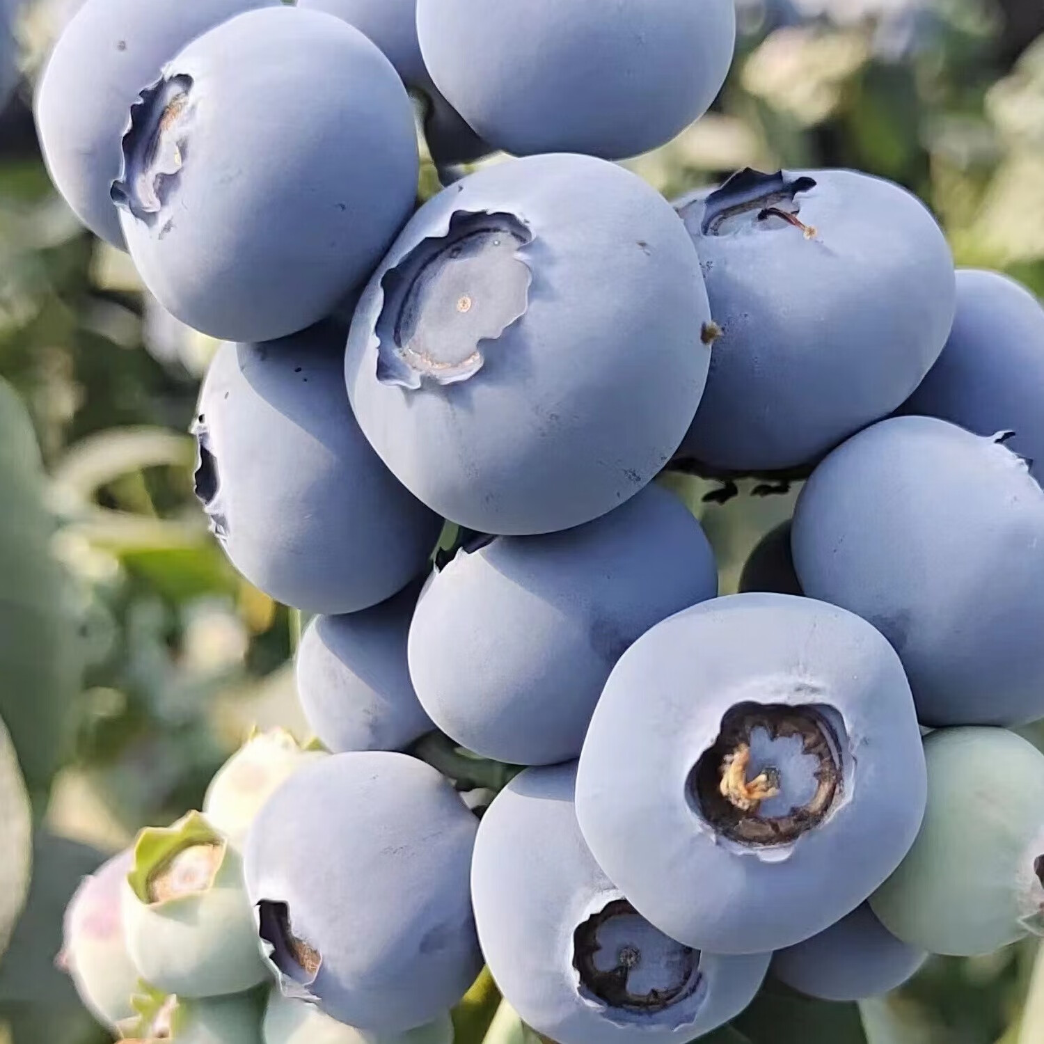 东港蓝莓东港蓝莓源自鸭绿江畔北纬39°的蓝莓鲜果国家地理标志产品