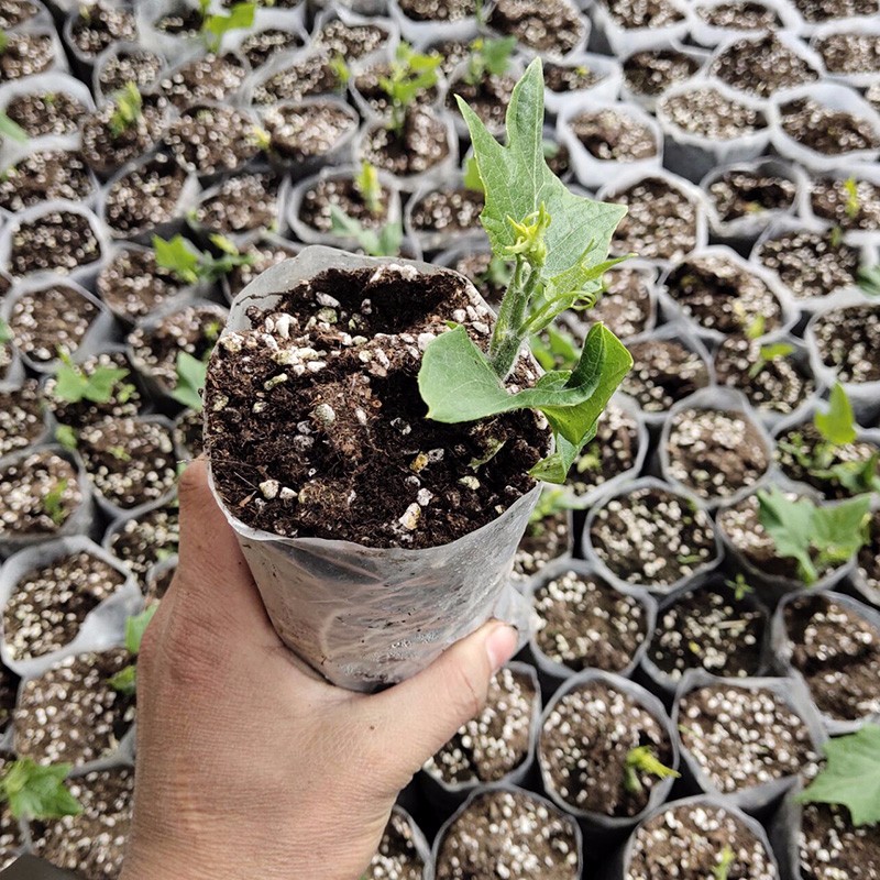 寿禾 佛手瓜种子带芽春冬季播种蔬菜带土发货鲜活带叶苗瓜蔬菜种籽