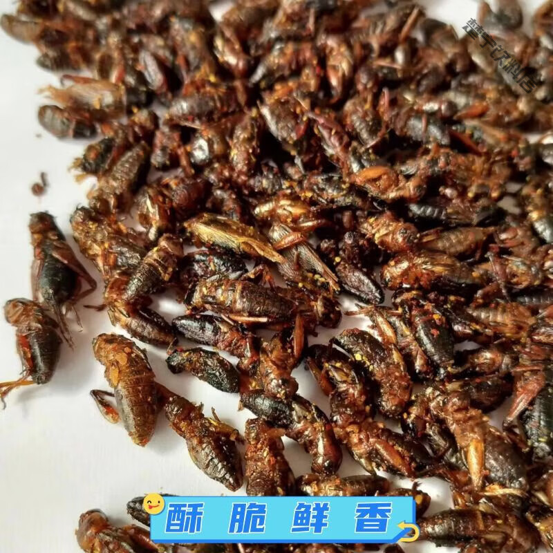 食怀油炸食用蟋蟀香酥蟋蟀即食蛐蛐美味下酒小吃美食麻辣蟋蟀昆虫 孜然味 香酥蟋蟀30克 5盒 实惠装