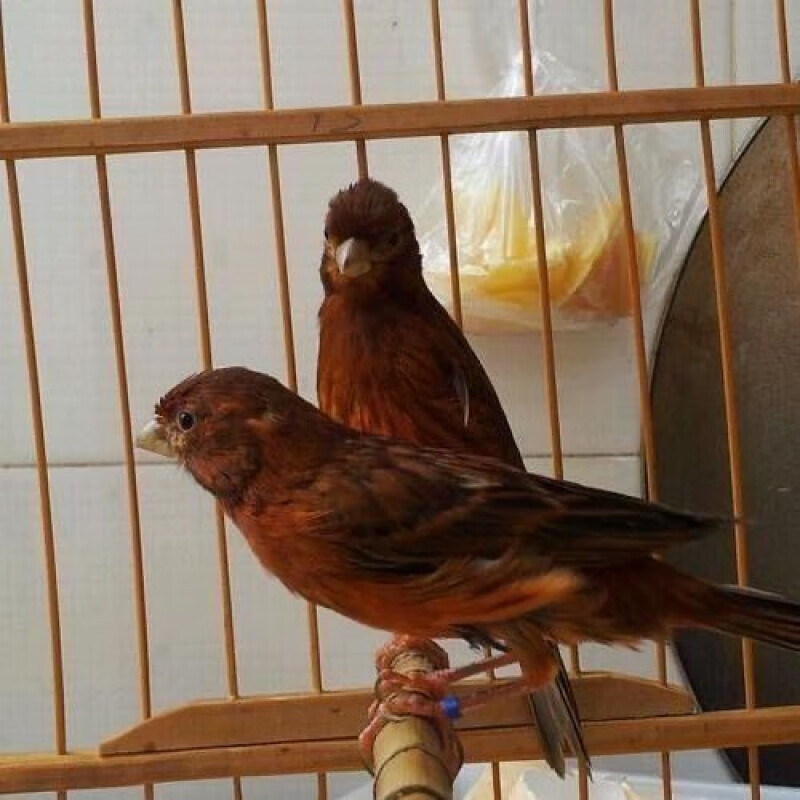 玉鸟康精品辣椒红马赛克红桂皮,绿桂皮 红桂皮(母鸟)