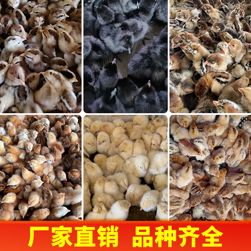 黄鸡五黑鸡苗青脚麻鸡土鸡九斤红鸡幼苗 三黄鸡苗【30只装】备注公母