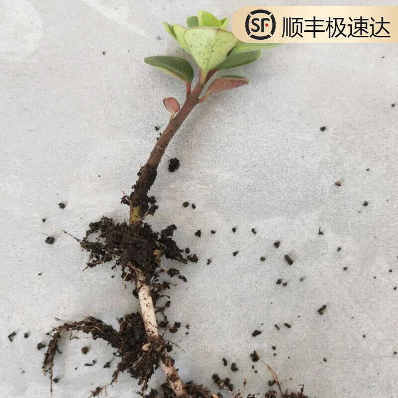 姒桀良药贵州野生散血丹叶绿懒人药用新鲜清热石蝉草 小苗一棵