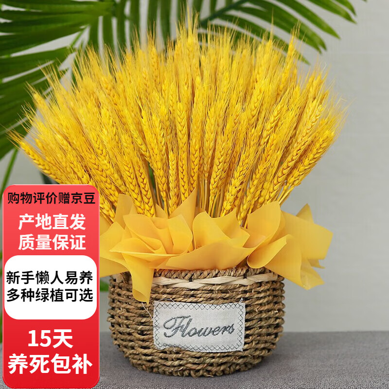 ŷѿ  ��ɫ����ɻ�������ҵ���������԰װ�ΰڼ���в廨�������� ��ɫ����300֧+����С��