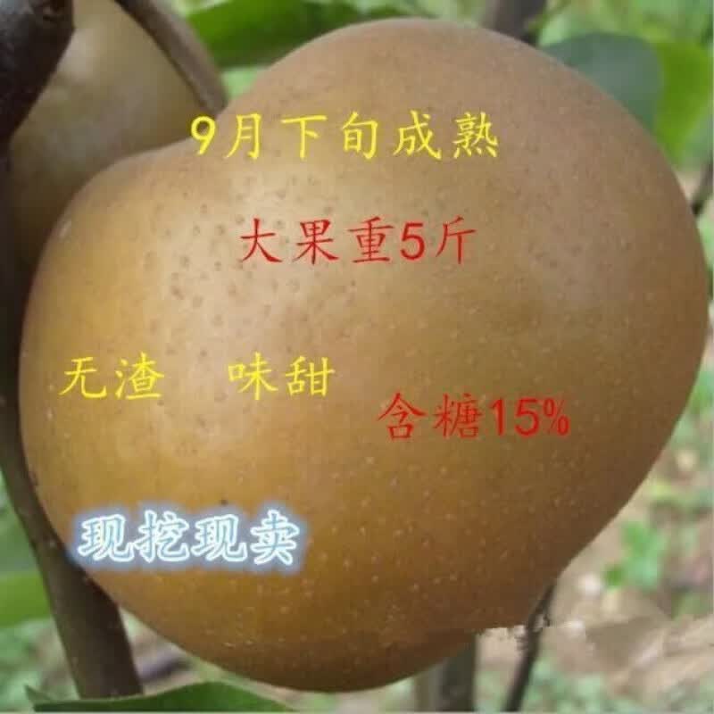 南北方能种新品种中华巨梨树苗大果九月成熟:单一个果子5斤含糖24