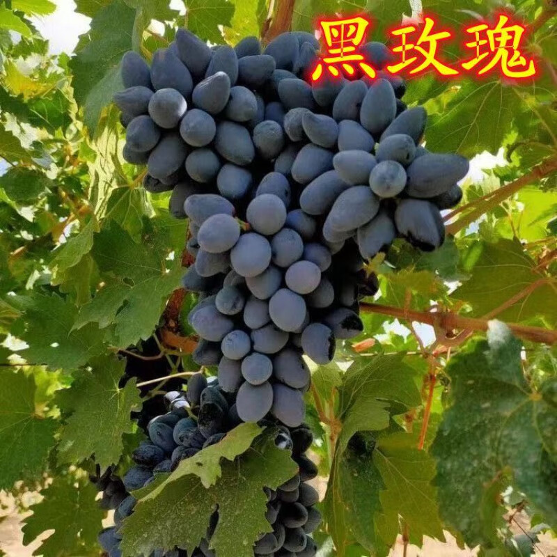 芃畔早熟葡萄苗早黑玫瑰葡萄苗早紫玫瑰葡萄树苗5月中下旬成熟耐寒 2