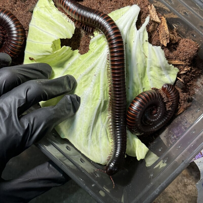非洲巨人马陆千足虫科研昆虫儿童可上手不咬人 20-25大成体(不支持