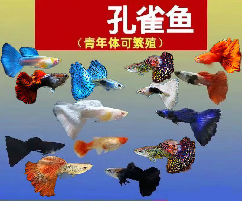 墨之瑶观赏鱼种孔雀鱼小型淡水好养热带鱼活体斑马金鱼小鱼 杂袍孔雀
