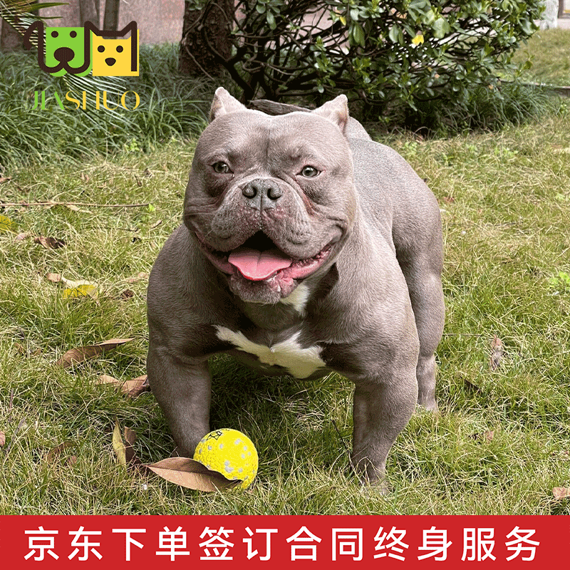 佳朔 纯种恶霸犬幼犬血统家养宠物狗狗活体蓝黑黄丁香