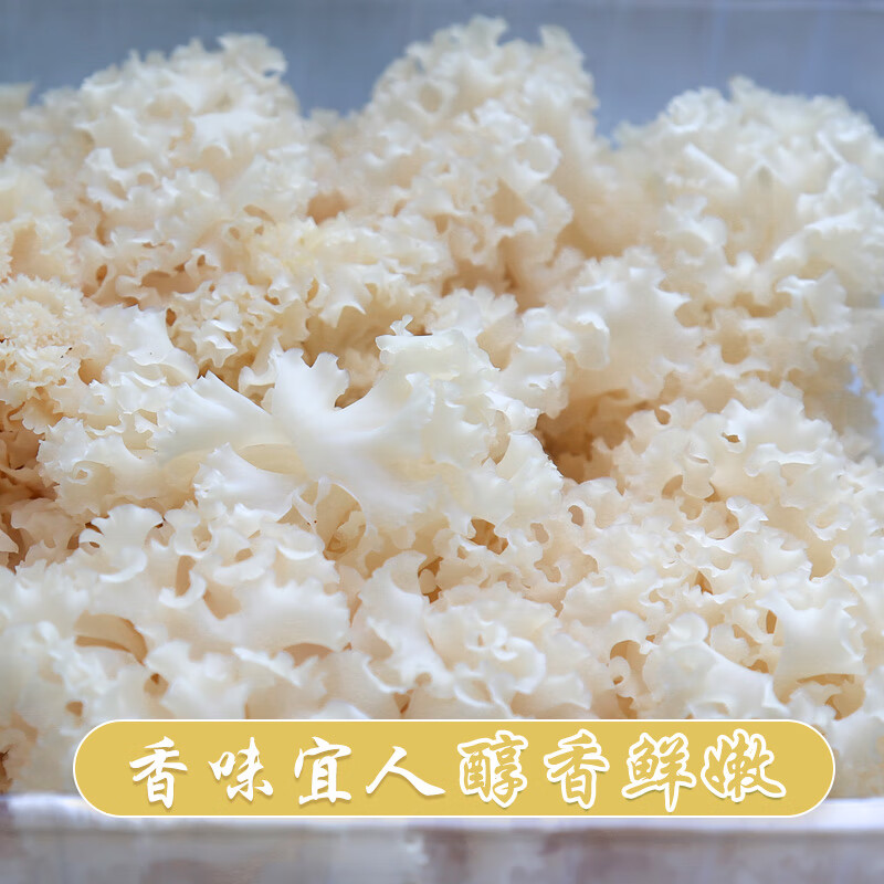 百年云松【天然坊】香格里拉新鲜绣球菌 云南珍贵菌菇 火锅、家宴美食 1000克