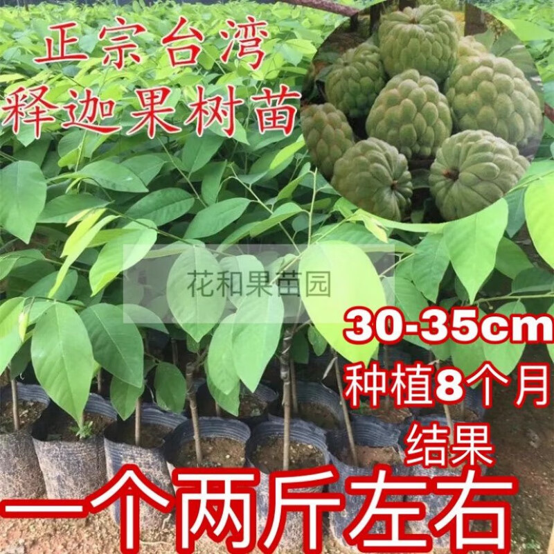 四季释迦果树苗番荔枝苗嫁接当年结果南方地栽种植盆栽果树苗 释迦果