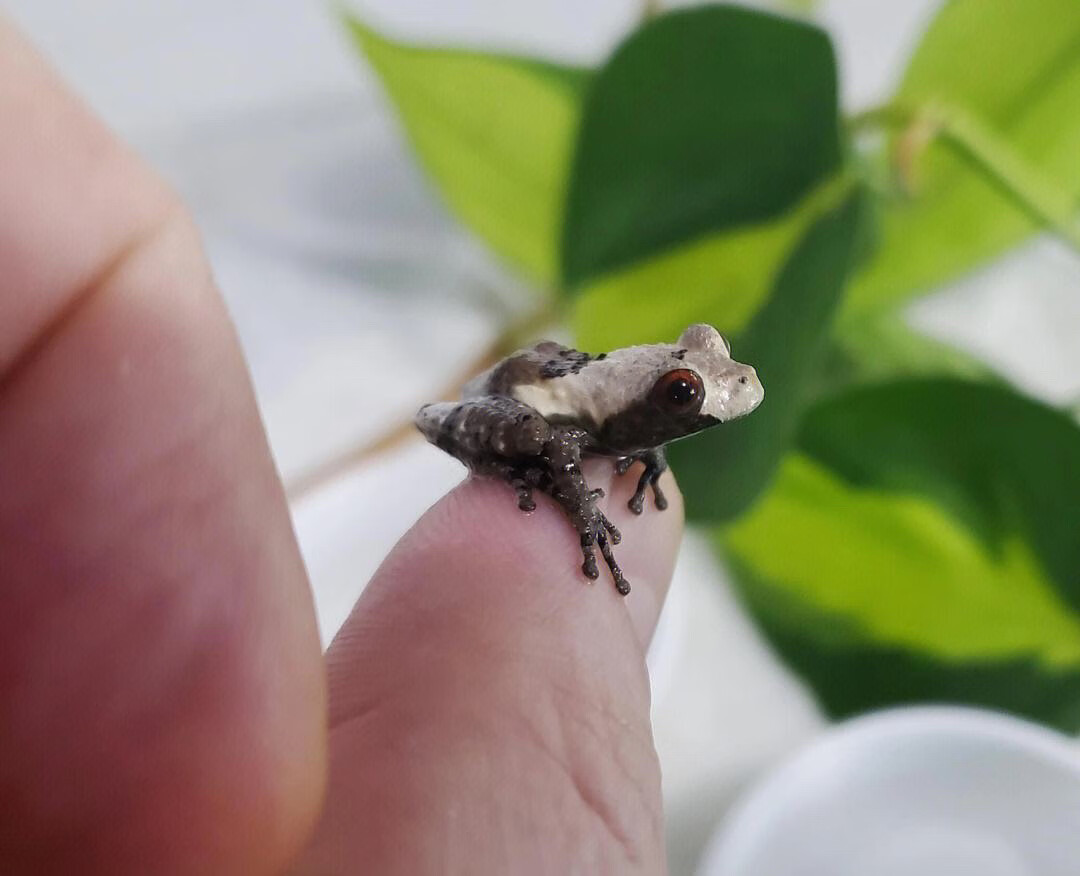 鸟屎蛙有货喜欢拍 一只